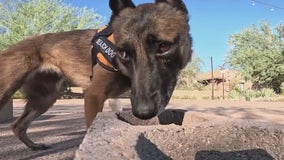 Desert dogs trained to sniff out endangered cactus