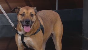 Meet Star: Our Pet of the Day