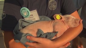 Minnesota State Fair baby animals stop by FOX 9