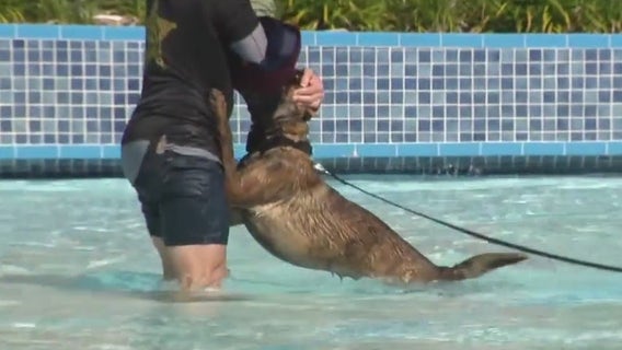 TPD hosts K9 water training at Adventure Island