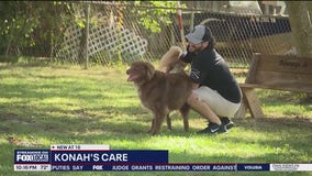 Service dog survives rattlesnake bite after life-saving ER trip in Ocala