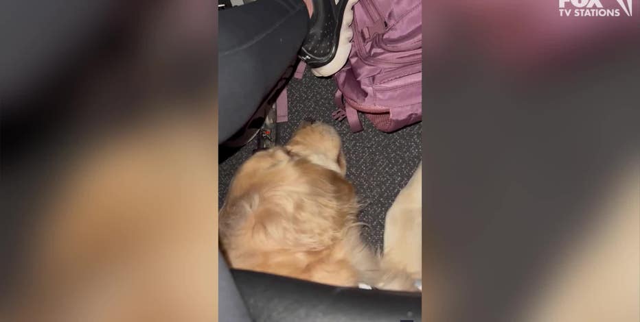Watch: Golden retrievers appear under seats during best flight ever