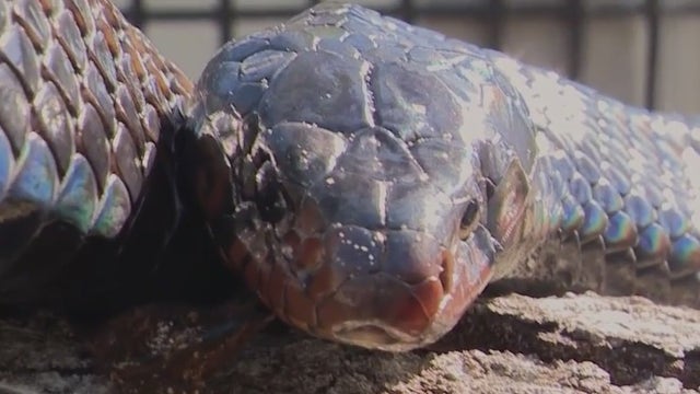 Dozens of rare indigo snakes released in Florida to battle invasive species