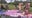 Mother's Day celebrations at Belmont Plateau