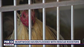 Washington animal rescue on blitz to rehome roosters