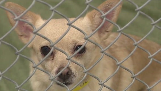 Two dozen chihuahuas pups abandoned at North Bay roadside