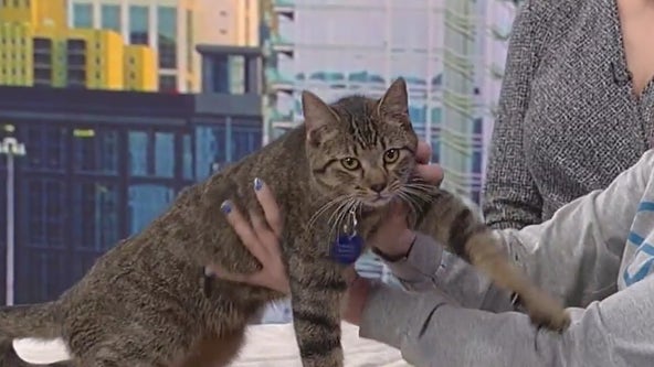 Meet Salmon: Our Pet of the Day