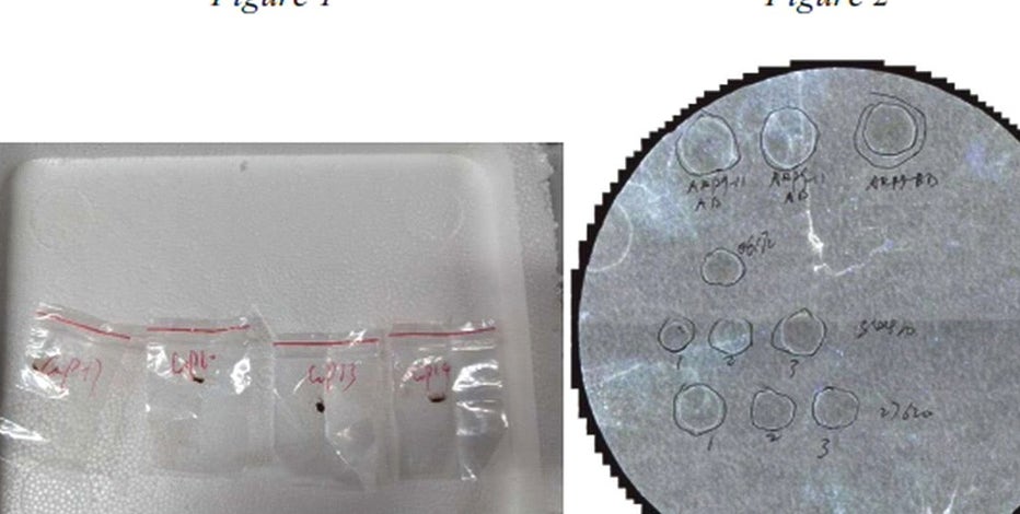 Chinese national tried smuggling pathogen through Detroit Metro Airport, Feds say