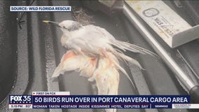 Birds killed by vehicle: FWC, U.S. Fish & Wildlife investigating dozens of deaths at Port Canaveral