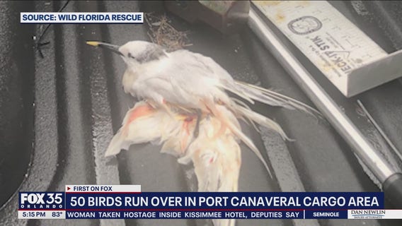 Birds killed by vehicle: FWC, U.S. Fish & Wildlife investigating dozens of deaths at Port Canaveral
