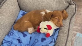 Woodlands pet store customer says puppy he paid nearly $7K for died one day after he bought him