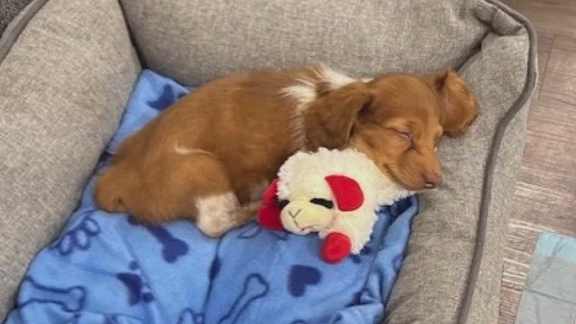 Woodlands pet store customer says puppy he paid nearly $7K for died one day after he bought him
