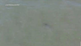 Shark spotted at Rockaway Beach