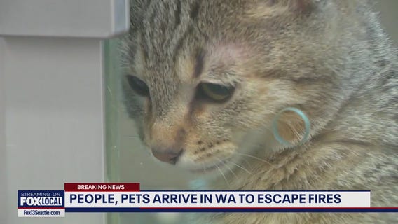 People, pets arrive in WA to escape LA wildfires