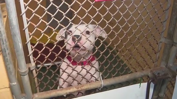 Manatee Animal Welfare new shelter