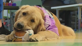 Lurie Children's new facility dog brings comforts to patients