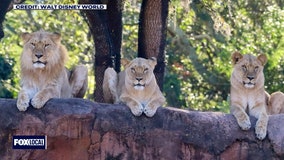 Disney welcomes new lions, tiger cub to Animal Kingdom