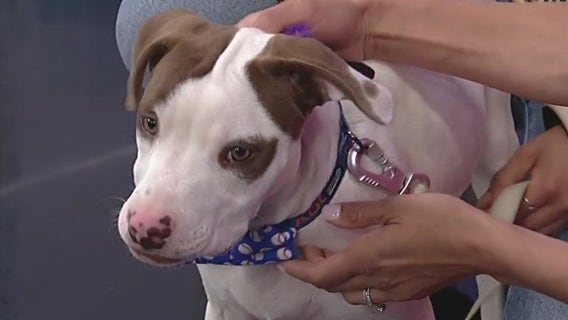 Meet Comet: Our Pet of the Day