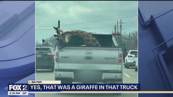 Giraffe in Detroit: Animal spotted in bed of pickup is 100% real