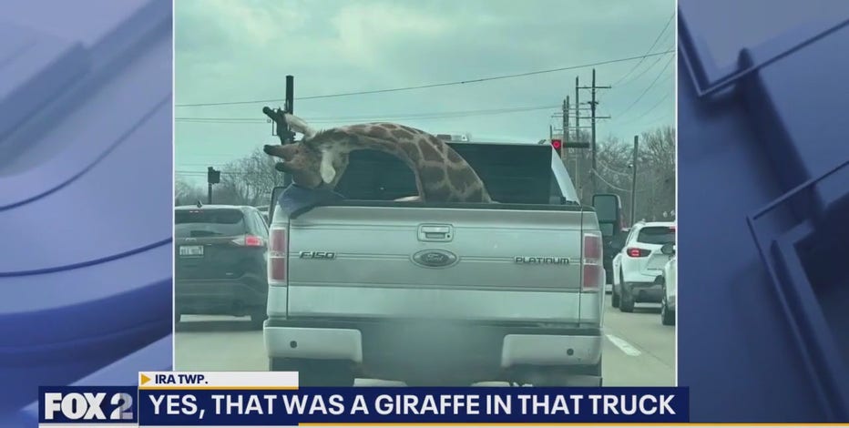 Giraffe in Detroit: Animal spotted in bed of pickup is 100% real