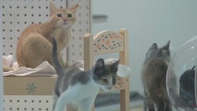 San Francisco SPCA receives pets from overcrowded shelters in OC, as wildfire threatens area