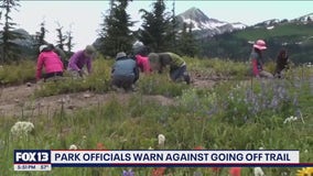 Photo frenzy at WA’s Mt. Rainier raises alarm over environmental damage