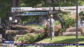 Trees downed in brief storms leave residents without power