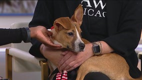 PAWS Chicago reveals Pet of the Week, details on Holiday Adopt-a-Thon