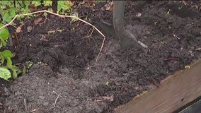 Planting carrots & squash ahead of warmer weather