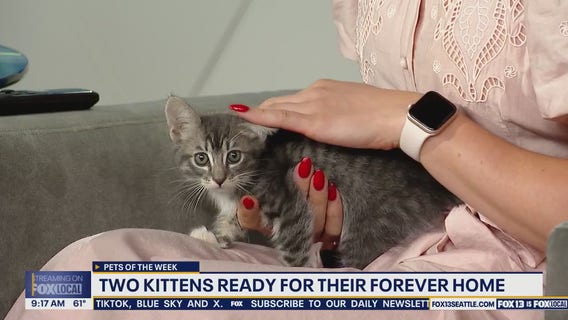 Pets of the Week: Stan and Dan