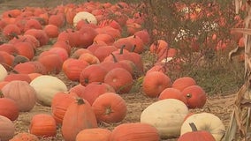 How extreme weather affects Long Island pumpkins