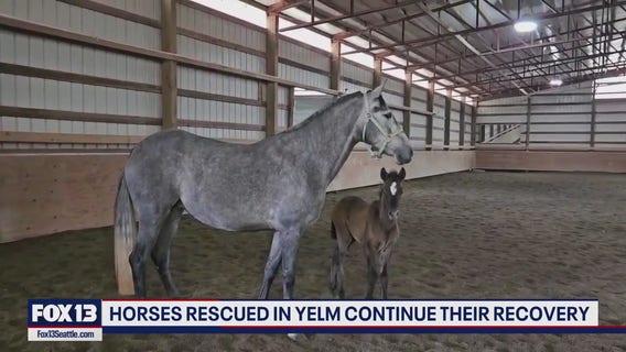 Horses rescued from WA cockfighting farm recovering in Redmond