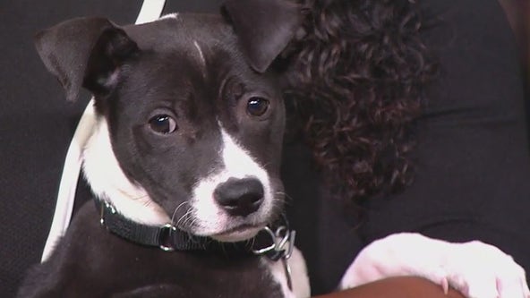 PAWS Chicago raising funds for animals affected by Hurricane Helene