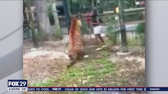 Video: Woman wanted for jumping fence at NJ zoo trying to 'entice' tiger