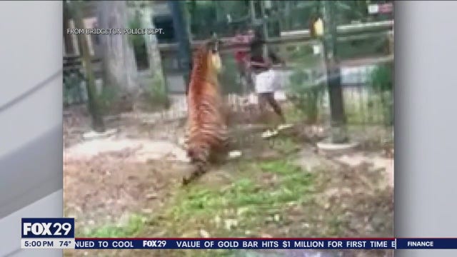 Video: Woman wanted for jumping fence at NJ zoo trying to 'entice' tiger