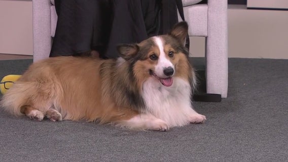 Pet of the Week: Meet Prince