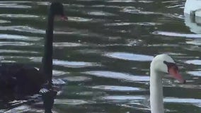 Orlando holds annual swan check-up