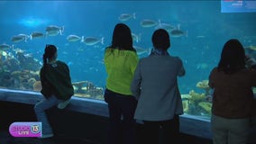 Taking you inside Seattle Aquarium's Ocean Pavilion