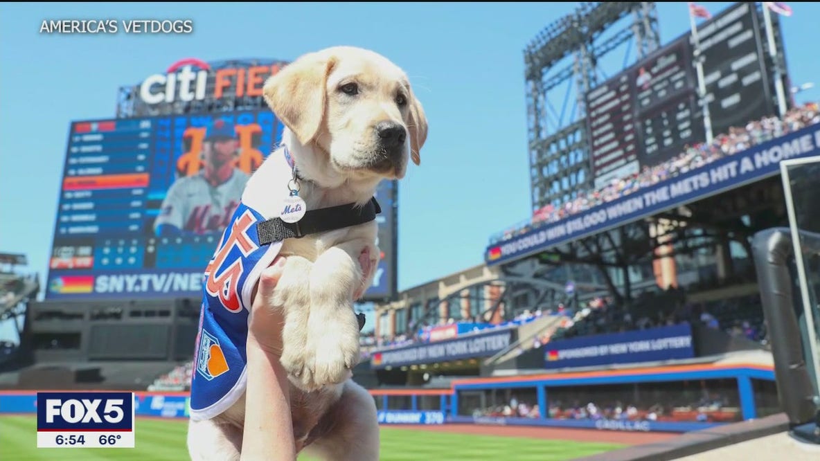 One-year-old service dog Buddy training at Citi Field