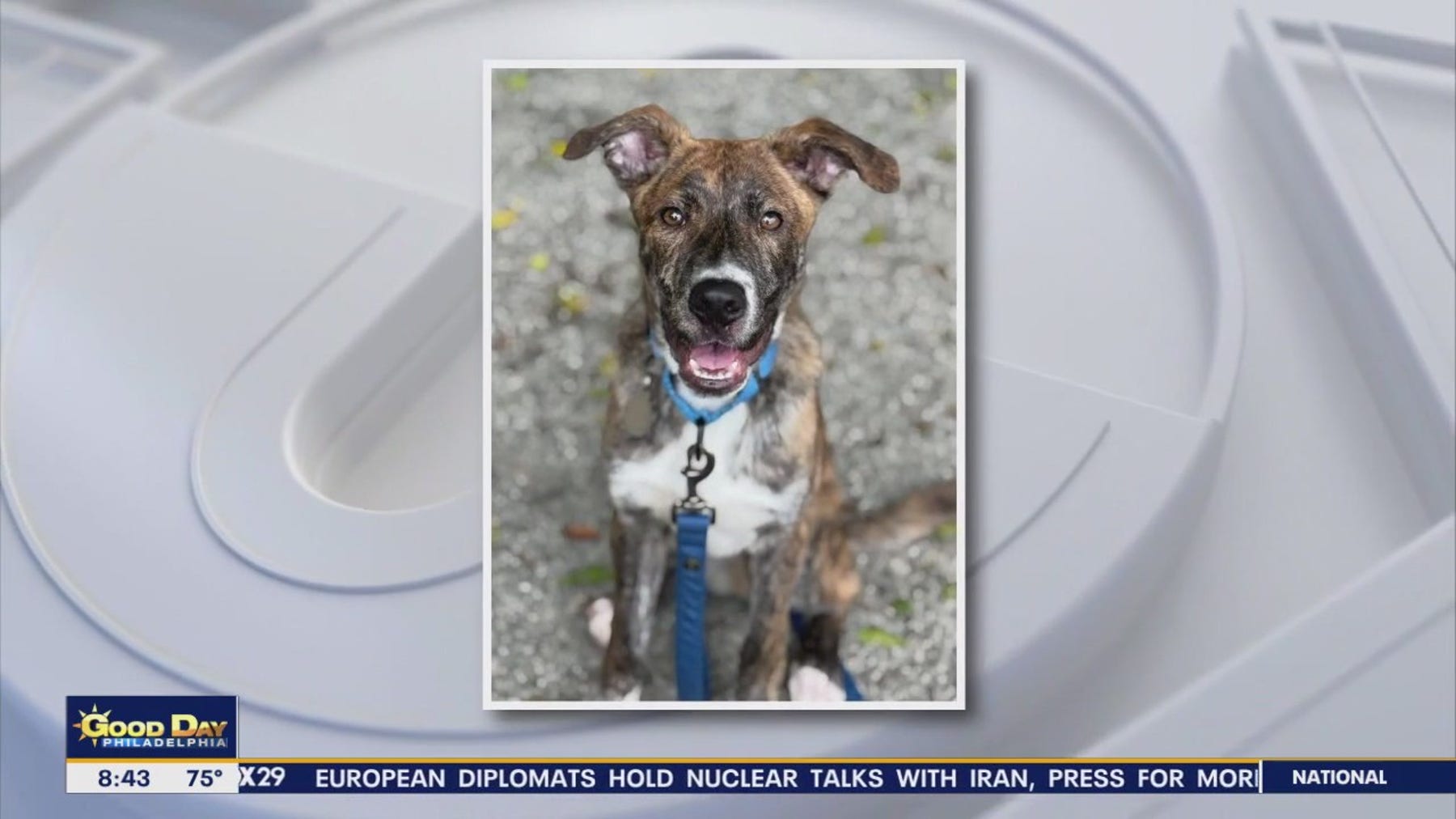 Rescue Me: Meet Ginger