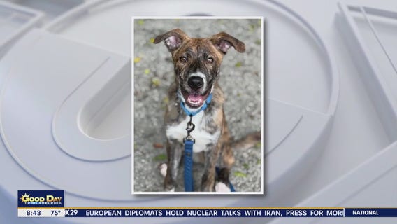 Rescue Me: Meet Ginger