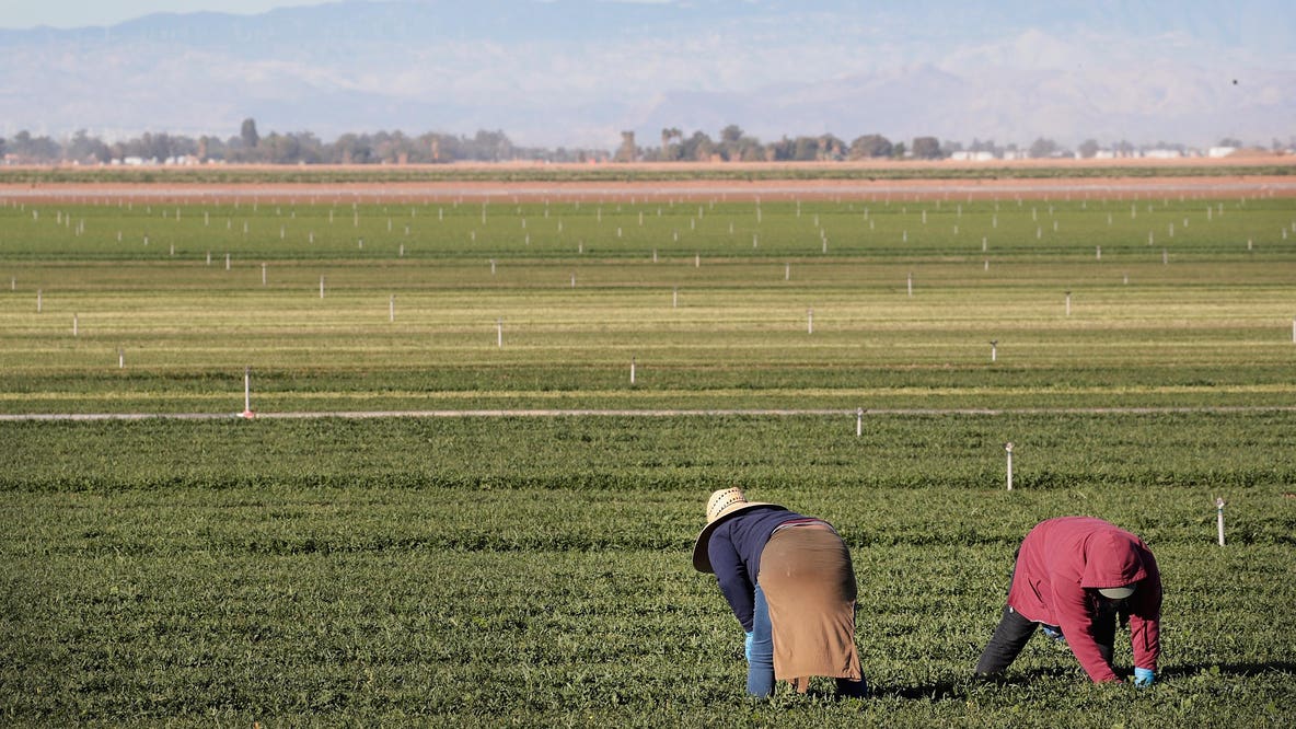 Trump considers putting end to immigration sweeps at farms