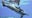 Baby dolphin dies at Brookfield Zoo Chicago