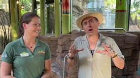 'Wild Oasis' now open at Busch Gardens in Tampa