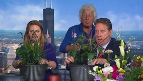 Des Plaines garden center prepares flowers for Mother's Day