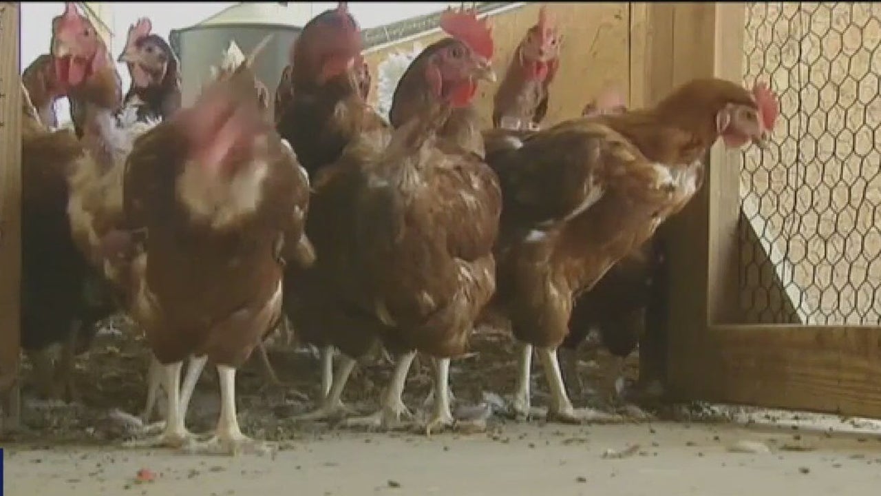 Bird Flu Detected in Multiple Locations, Raises Health Concerns