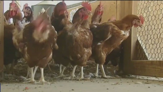 Bird flu detected in backyard Redwood City chicken flock