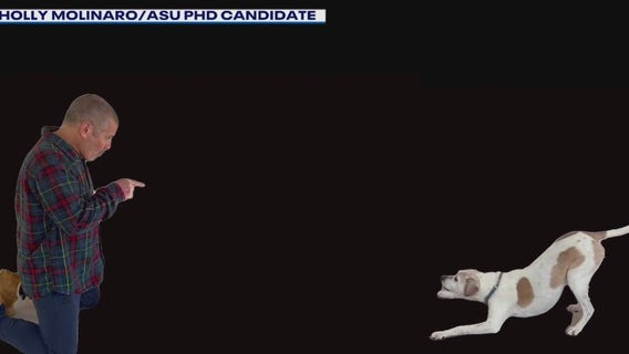 Study: Owners often misunderstand their dog's thoughts