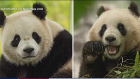 Two pandas arrive at National Zoo