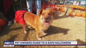 Pet owners guide to a safe Halloween